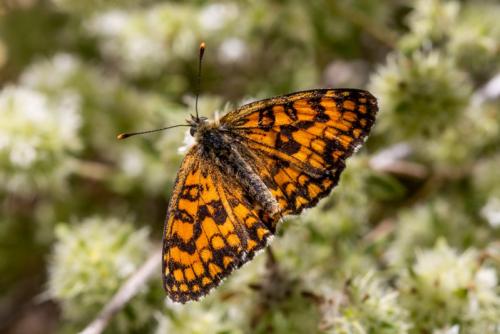Melitaea athalia